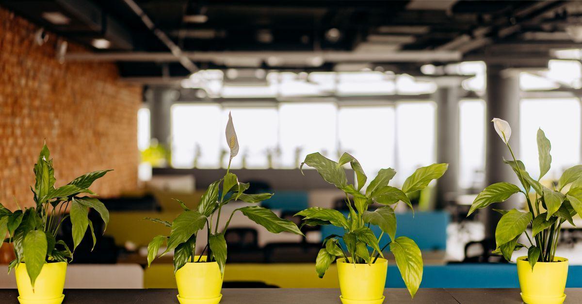 5 ideias criativas para transformar ambientes corporativos com plantas